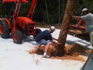 planting a palm tree - Thumb Pic 8